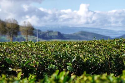 Plants growing on field