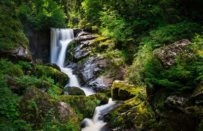 Scenic view of waterfall in forest