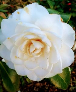 Close-up of white rose blooming outdoors