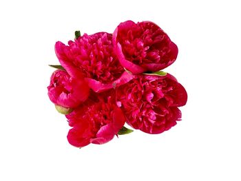 Close-up of pink rose against white background