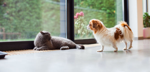 Dog sitting on floor at home