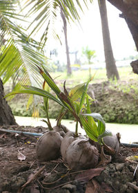 Close-up of coconut palm tree by leaves