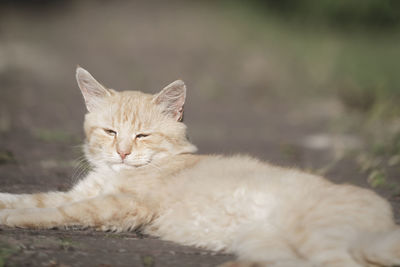 Cat animal portrait. domestic pet kitten. ginger feline resting. defocused fall background.