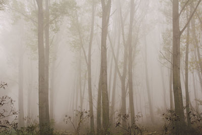 Trees on landscape