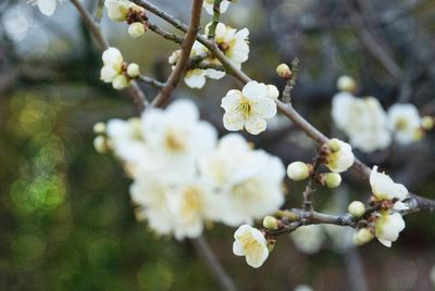 Close-up of white flowers on branch