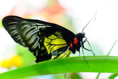 Close-up of butterfly perching on plant