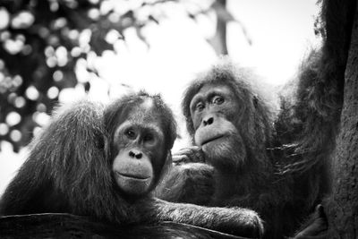 Close-up portrait of monkey