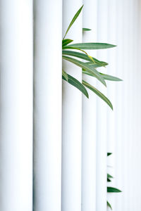 Close-up of green leaves on white window