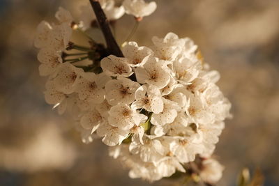 Close-up of white flowering plant