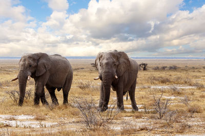 View of elephant on landscape