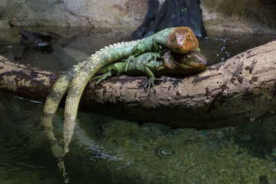 Close-up of lizard on rock in zoo