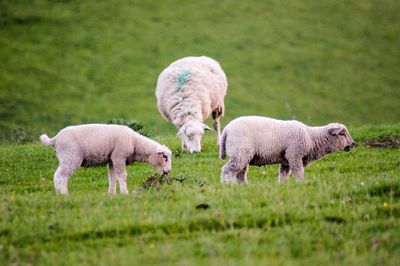 Sheep grazing on field