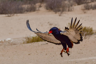 Close-up of bird flying over beach