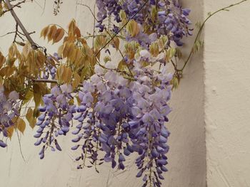 Close-up of flowers on tree