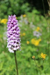 Close-up of purple flowering plant in field