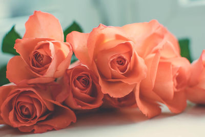 Close-up of red roses