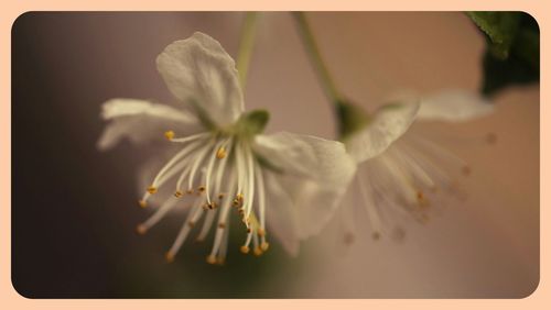 Close-up of white flowers