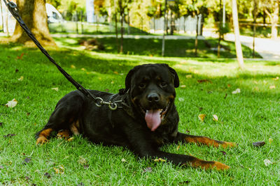 Portrait of dog relaxing on field