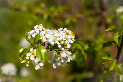 Close-up of white flowering plant