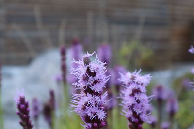 Close-up of purple flowering plant