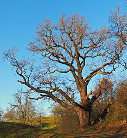 Trees on landscape against clear sky