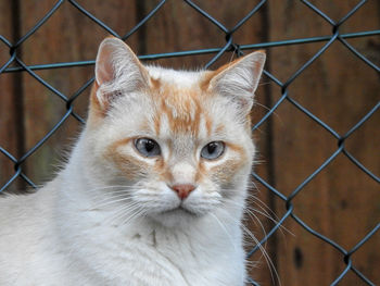 Close-up portrait of cat seen through chainlink fence