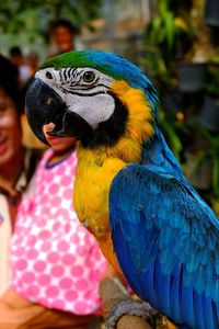 Gold and blue macaw by father and daughter at zoo