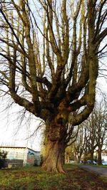 Bare trees on field