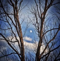 Low angle view of bare tree against sky