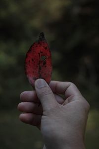 Close-up of hand holding fruit