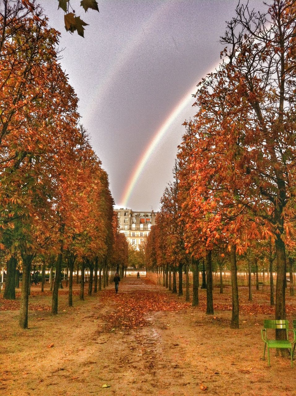 tree, autumn, change, season, tranquility, beauty in nature, nature, tranquil scene, scenics, sky, orange color, growth, the way forward, landscape, idyllic, diminishing perspective, branch, outdoors, non-urban scene, no people