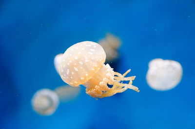 Close-up of jellyfishes swimming in blue sea