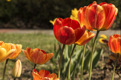 Close-up of red tulips on field