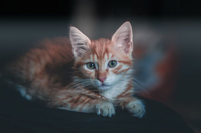 pet