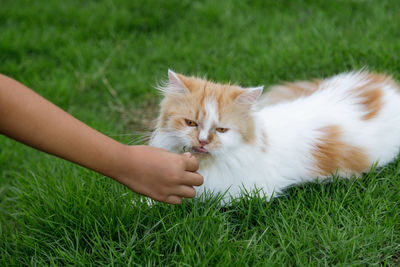 Close-up of a cat hand on green field