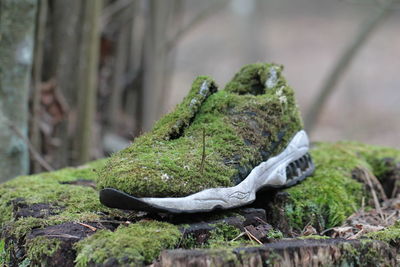 Close-up of moss on rock