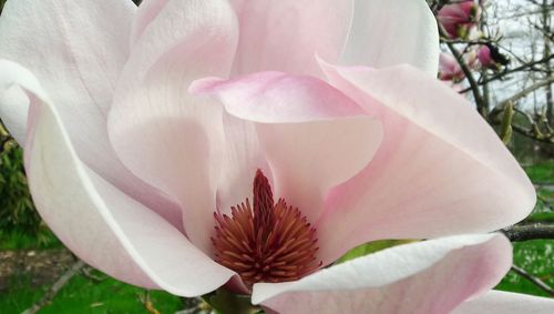 Close-up of pink flower blooming outdoors