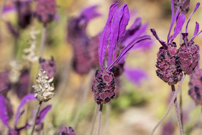 Close-up of purple flowering plants