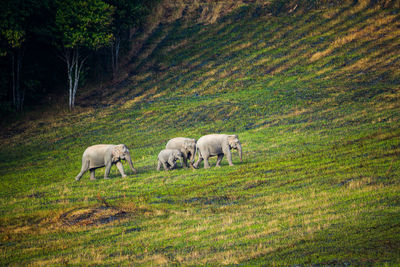 Elephants walking on land