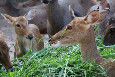 Deer in a field