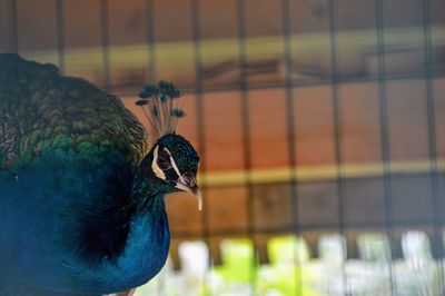 Close-up of parrot perching outdoors