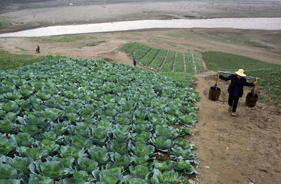 Farmer carrying buckets on agricultural field