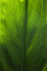 Full frame shot of water drops on leaves