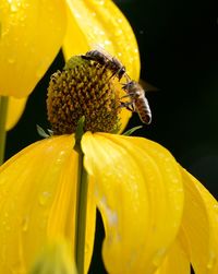 Close-up of bee on yellow flower