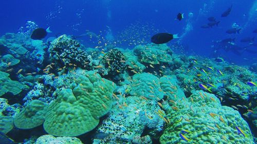 School of fish swimming by coral in undersea