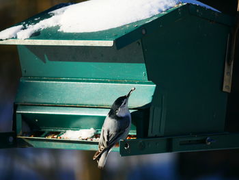 Close-up of bird perching on birdhouse