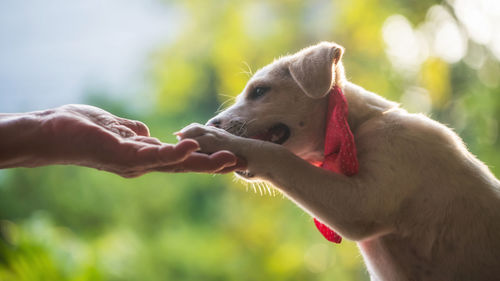 Cropped hand holding dog