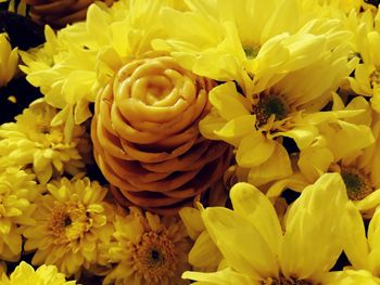 Close-up of yellow rose blooming outdoors