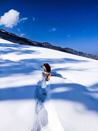 Dog on snow covered mountain against sky