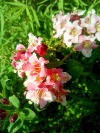 Close-up of pink rose flowers